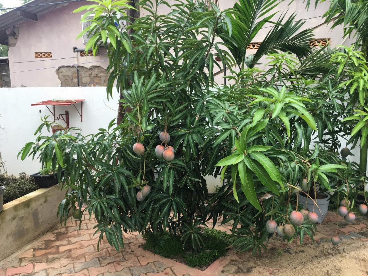 טרינקומאלה Aa Inn מראה חיצוני תמונה